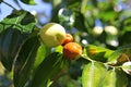 ItÃ¢â¬â¢s koreaÃ¢â¬â¢s orchard. Royalty Free Stock Photo